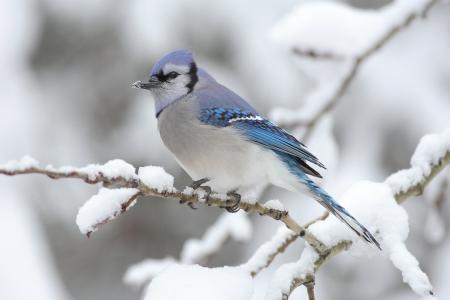 Jay in Winter