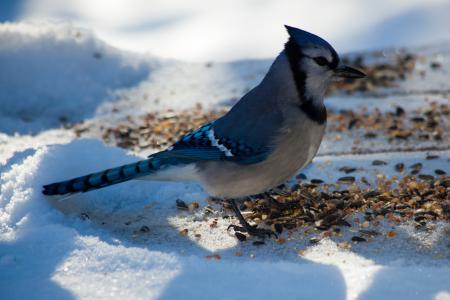 Blue Jay