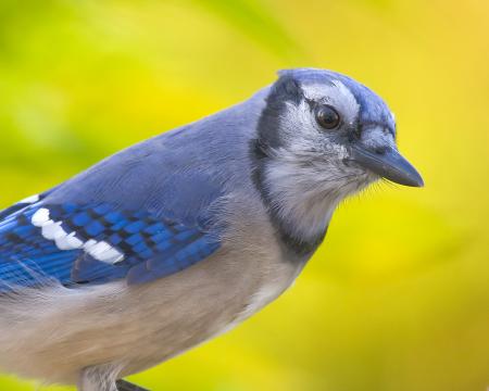 Blue Jay