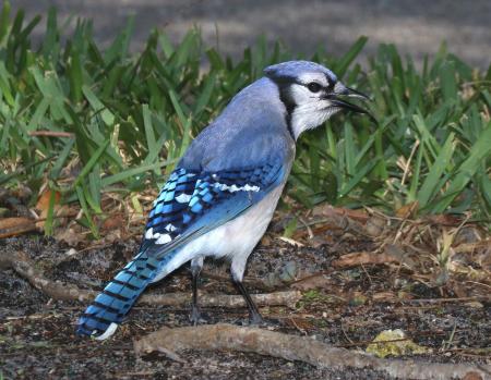 Blue Jay