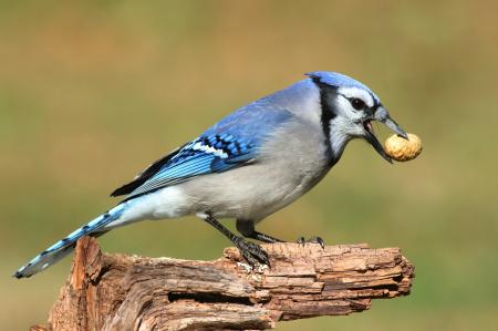 Blue Jay Snack