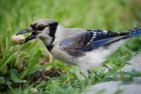Blue Jay Snack