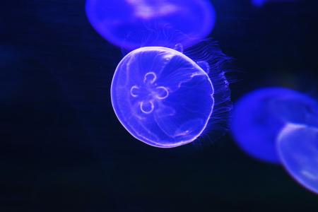 Blue jelly fish in the sea