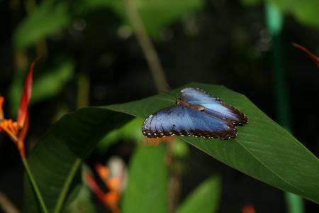 Blue Morpho Butterfly