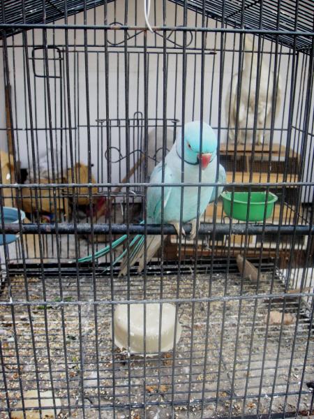 Blue Parrot
