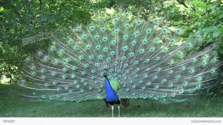 Peacock