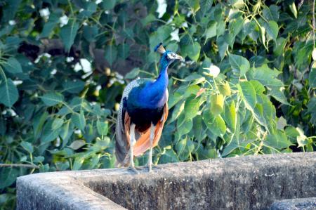 Blue Peacock Standing Near Tree