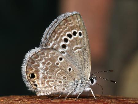 BLUE, REAKIRT'S (Echinargus isola) (8-29-10) yard, west od patagonia, scc, az -02