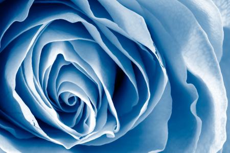 Blue Rose - HDR