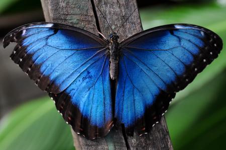 Dazzling butterfly