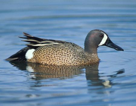 Blue Winged Teal