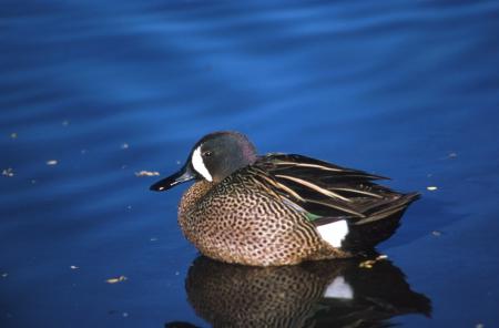 Blue Winged Teal