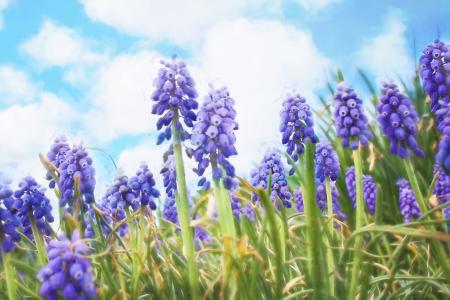 Bluebells in the Garden