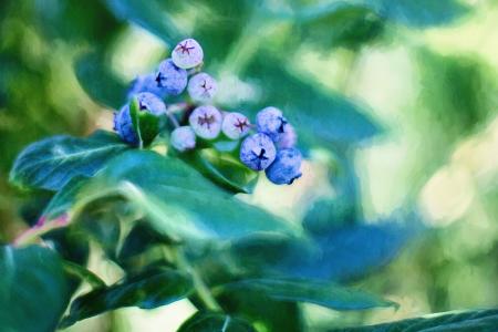 Blueberries on the Tree