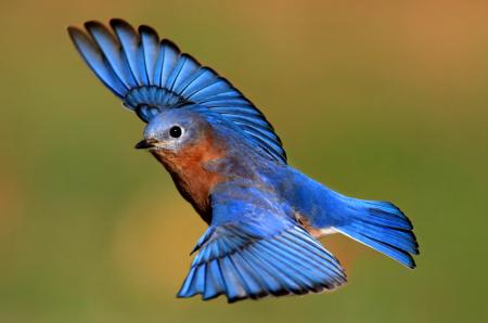 Bluebird