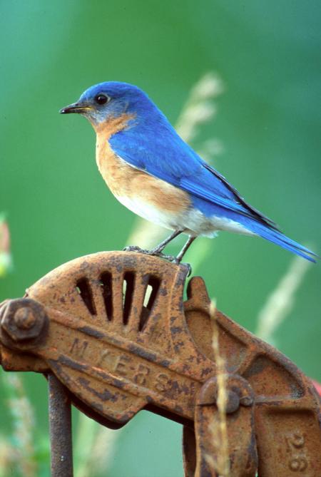 Eastern Bluebird