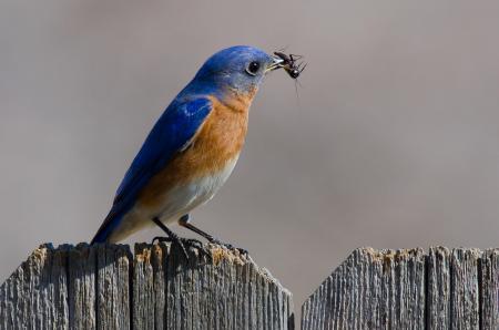 Eastern Bluebird