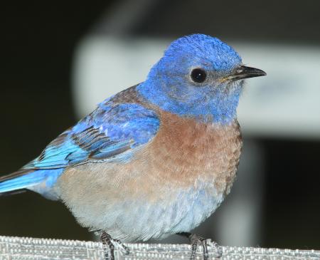 BLUEBIRD, WESTERN (3-23-10) canet rd, morro bay, slo co, ca -02