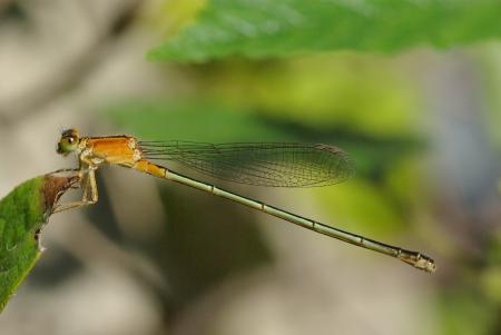 Bluetail on the Leave