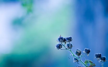 Blurrd Blue Flowers