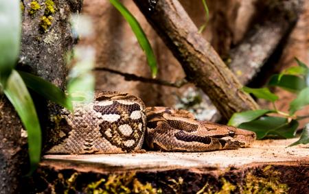 Boa in the Wild