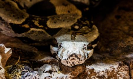 Boa in the Wild