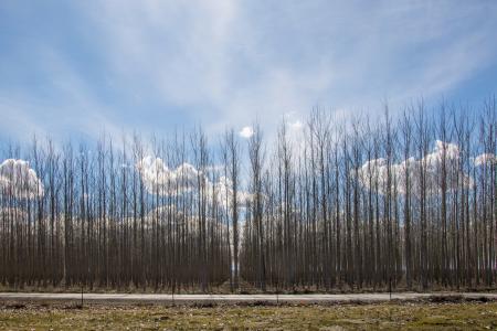 Boardman Tree Farm, Eastern Oregon