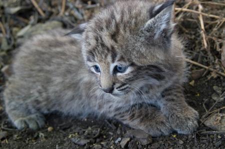 Bobcat