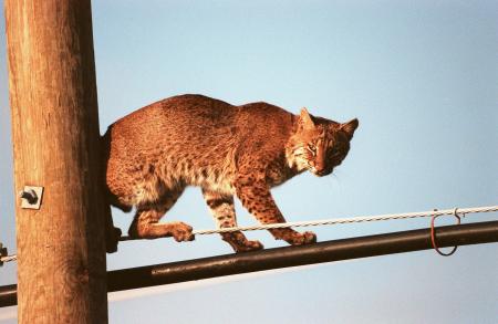 Bobcat on the Rope