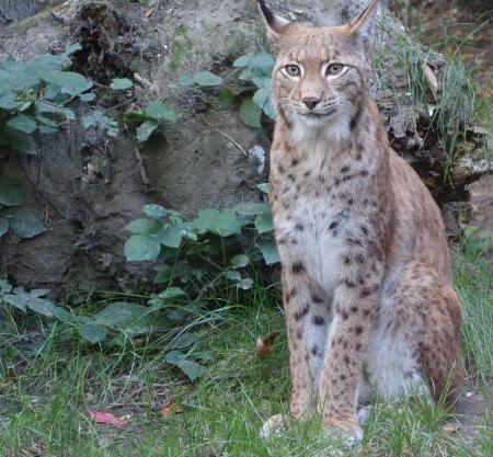 Bobcat