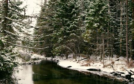 Body Of Water Near Forest