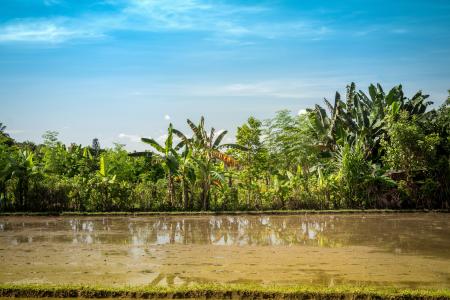 Body of Water Near Green Leaf Trees