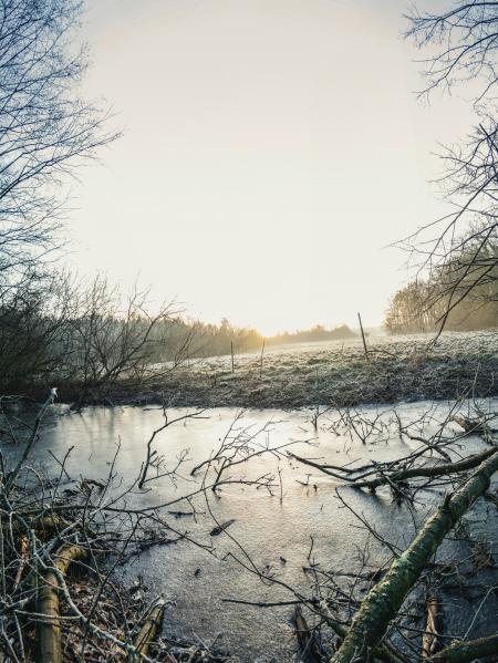 Body of Water Surrounded by Bare Trees Photo