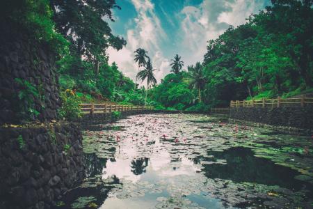 Body of Water Surrounded by Trees