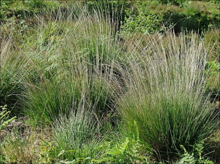 bog grass