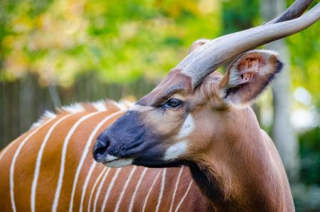 Bongo in the Zoo