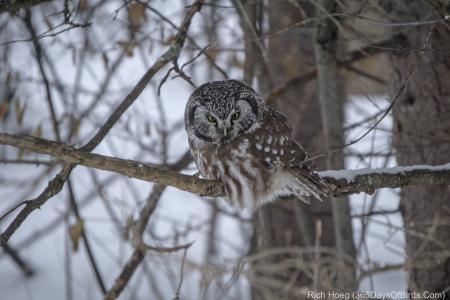 Boreal Owl