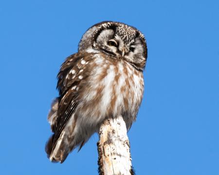 Boreal Owl