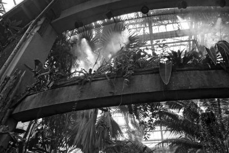 Botanical garden steam