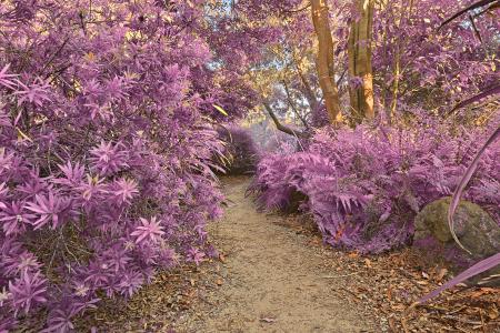 Botanical Gardens Trail - Ultra Violet H