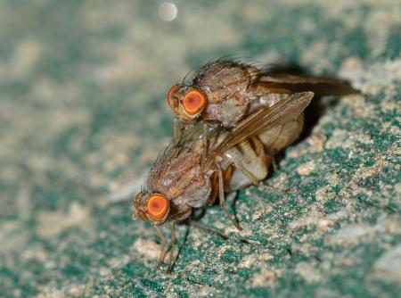Botflies Mating Close Up Photography