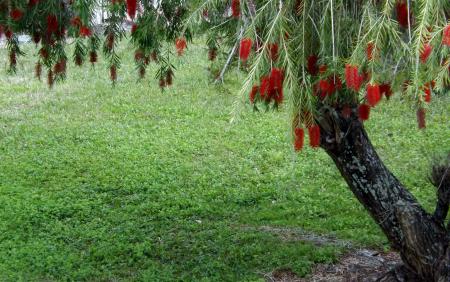 Bottlebrush Tree