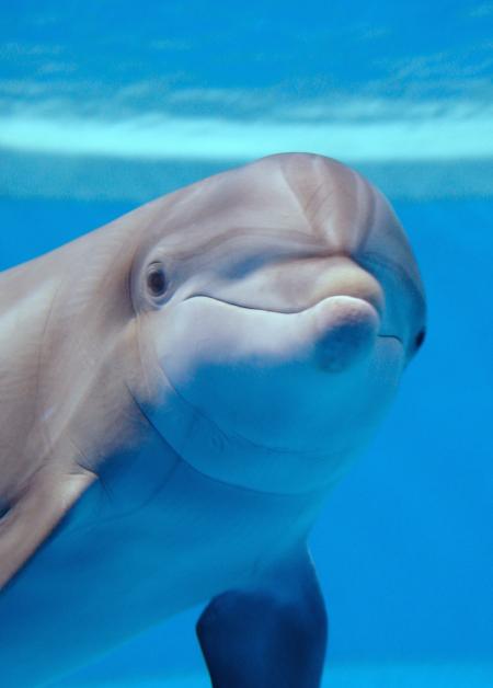 Bottlenose Dolphin