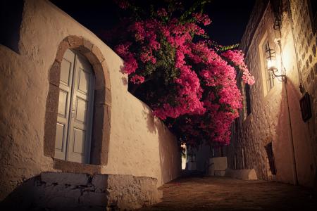 Bougainvillea at Night