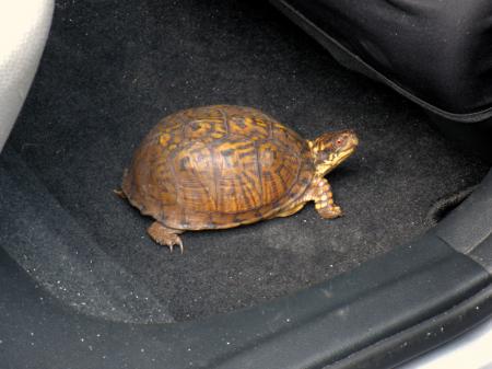 Box Turtle