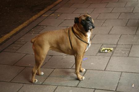 Boxer Dog