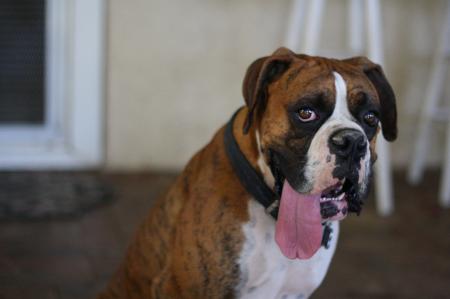 Boxer Dog