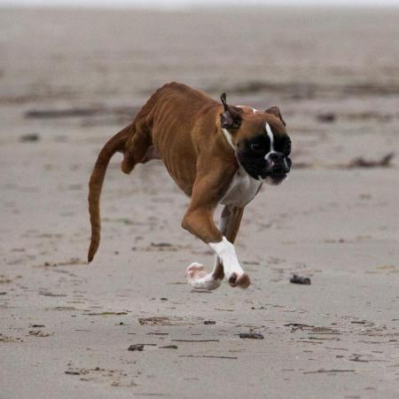 Boxer Dog