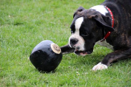 Boxer Dog Chewing it's Toy