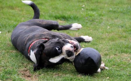 Boxer Dog Playing in the Grass